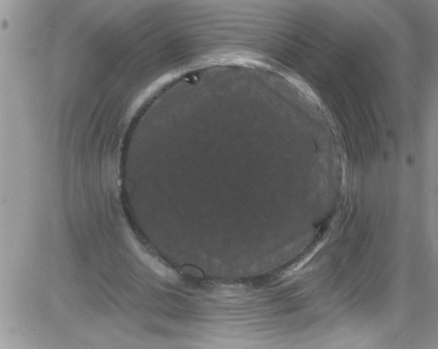 X0000084050438200703022219