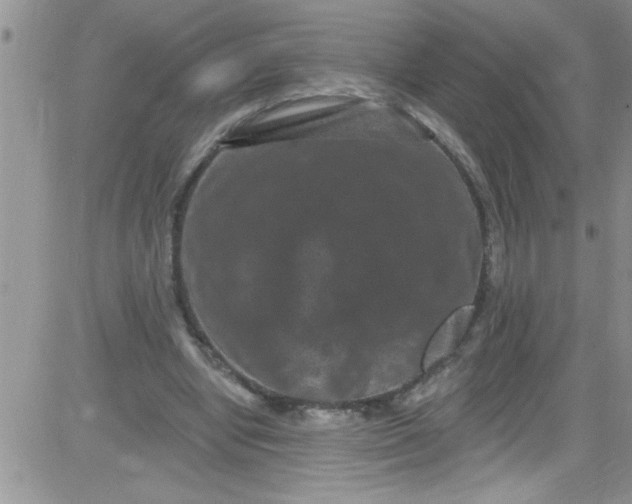 X0000084050442200703022219