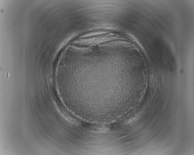 X0000084050443200703022219