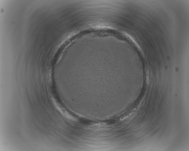 X0000084050447200703022219