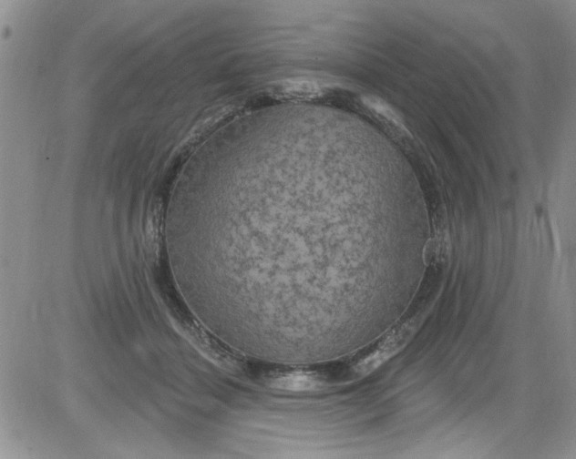 X0000084050460200703022219