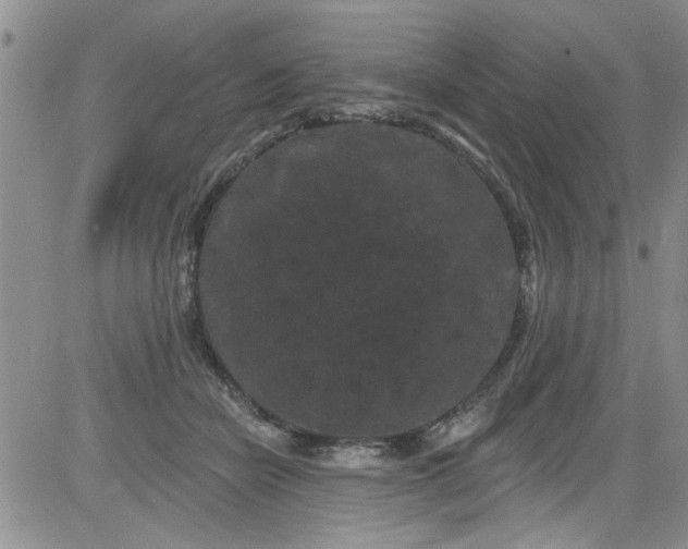 X0000084050462200703022219