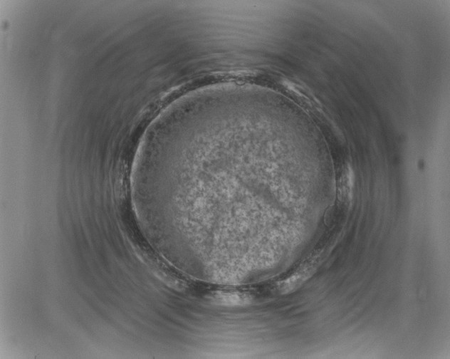 X0000084050464200703022219