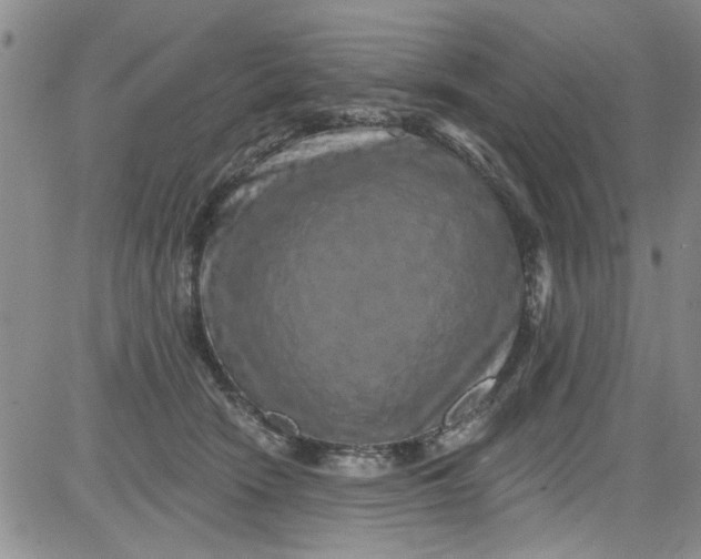 X0000084050466200703022219