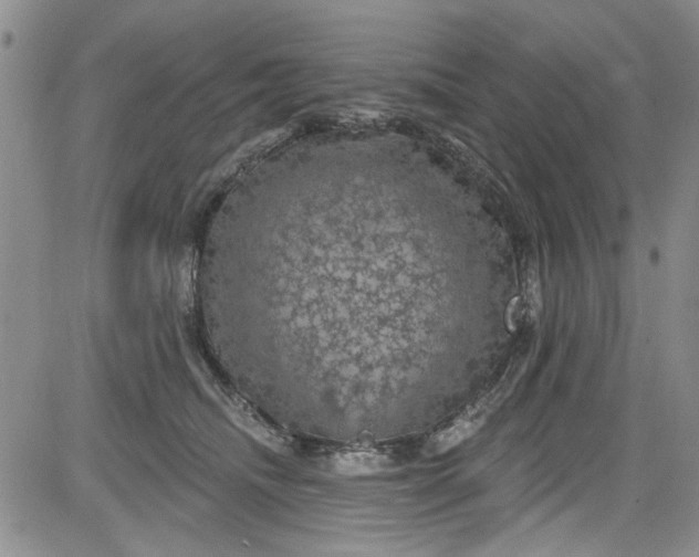 X0000084050468200703022219