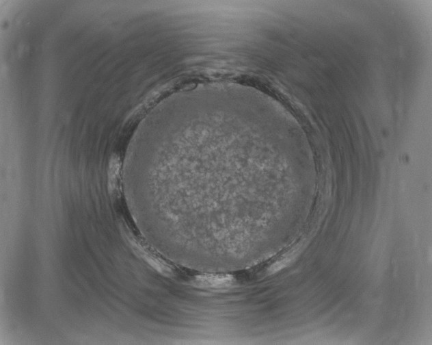 X0000084050480200703022219