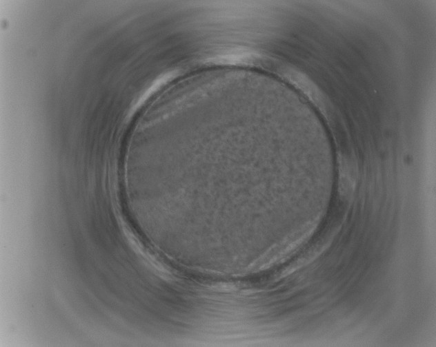 X0000084050482200703022218