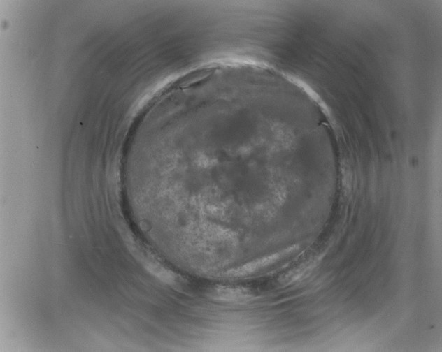 X0000084050487200703022218