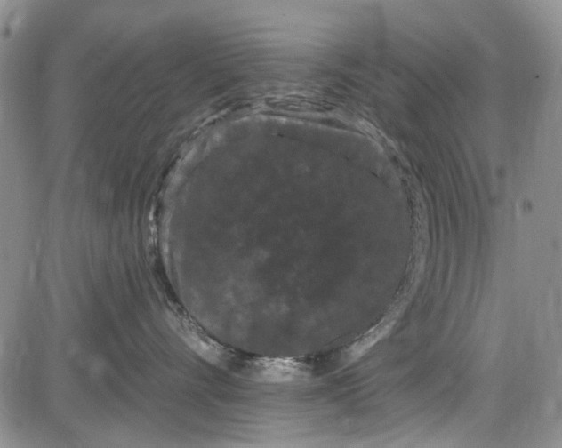 X0000084050528200703022218