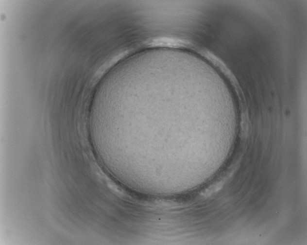 X0000084050529200703022217