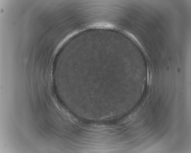 X0000084050531200703022217