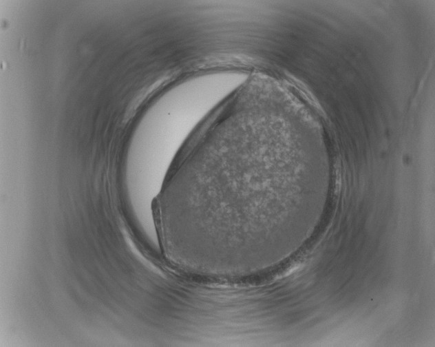 X0000084050538200703022217