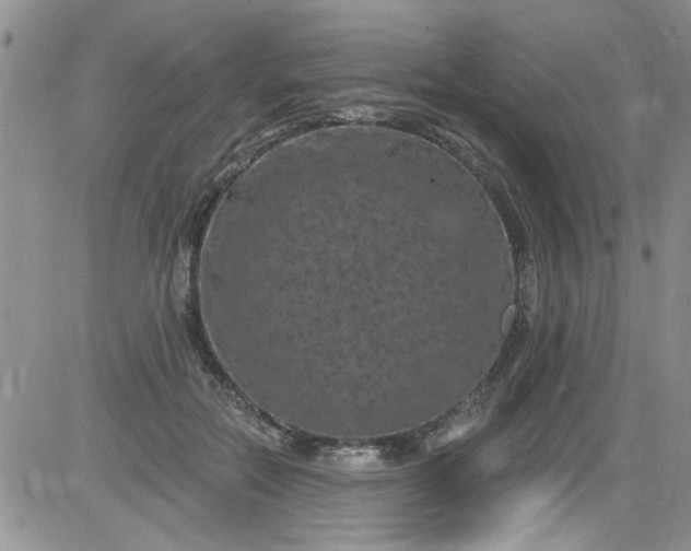 X0000084050554200703022217