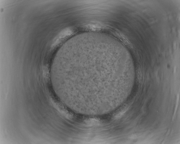 X0000084050594200703022217