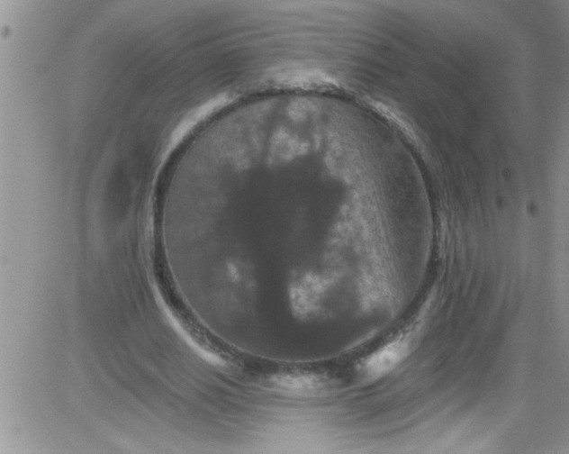 X0000084050630200703022215