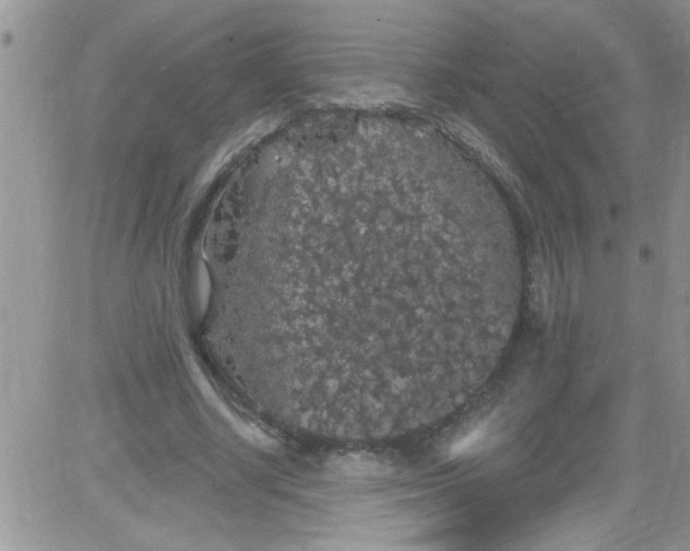 X0000084050634200703022215