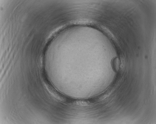 X0000084050636200703022215