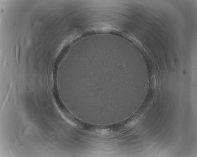 X0000084050638200703022216