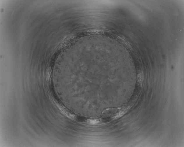 X0000084050662200703022216