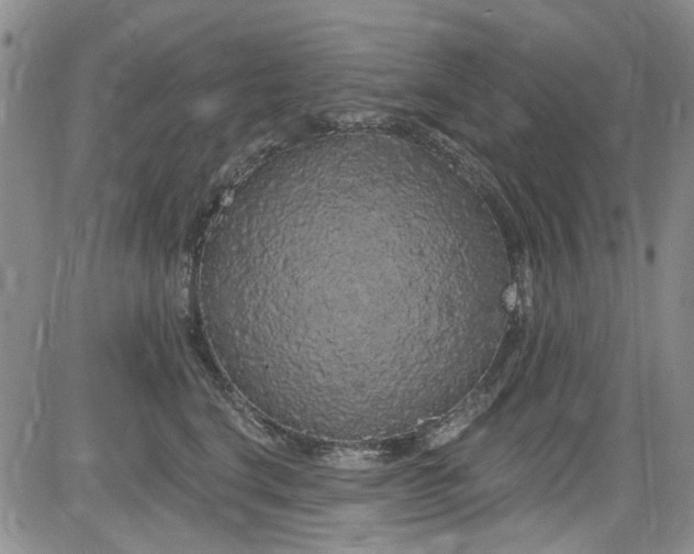 X0000084050664200703022216