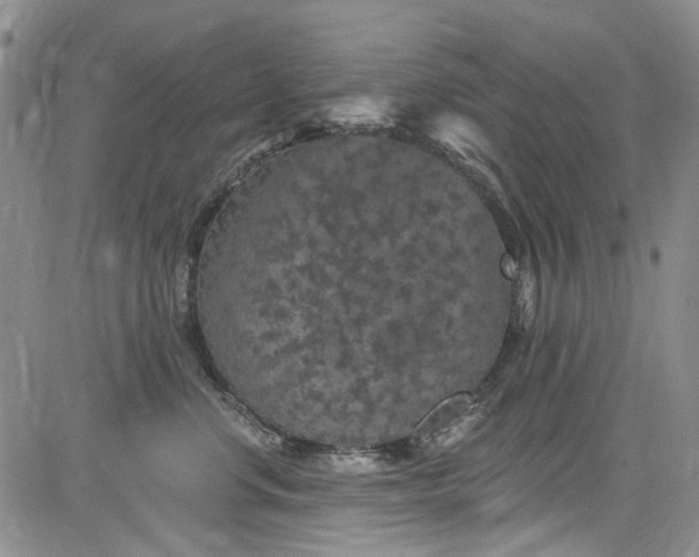 X0000084050668200703022216