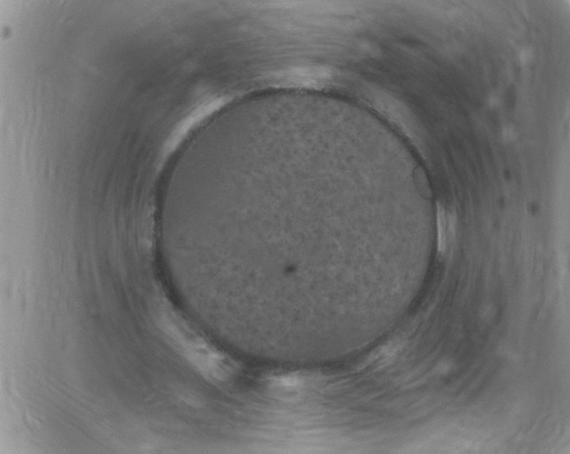 X0000084050675200703022215