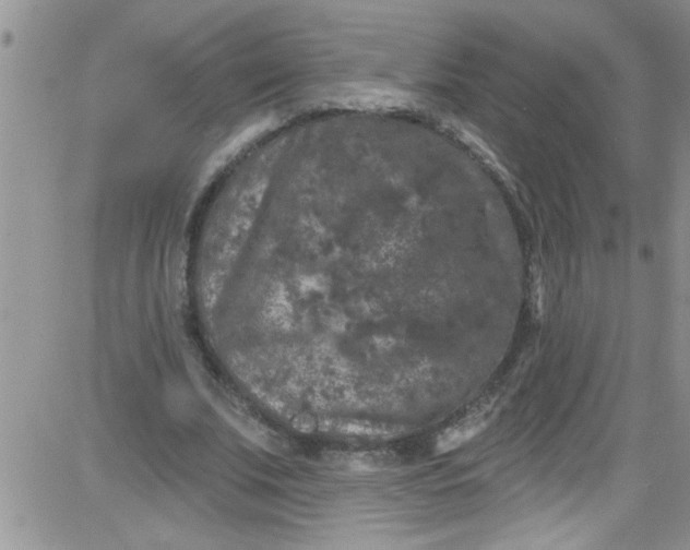 X0000084050679200703022215