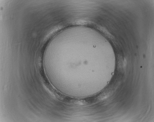 X0000084050683200703022215