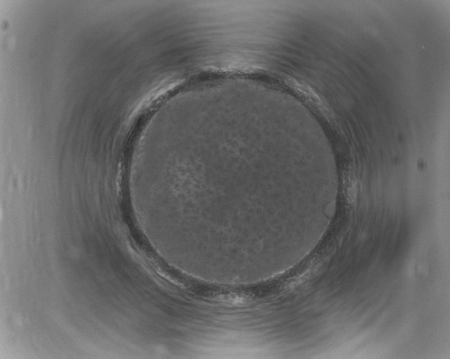 X0000084050735200703022214