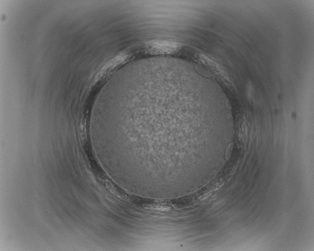 X0000084050743200703022214