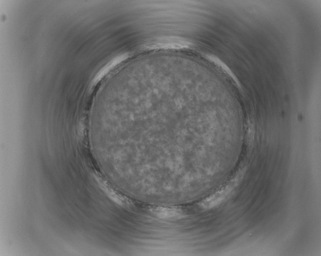 X0000084050874200703022212