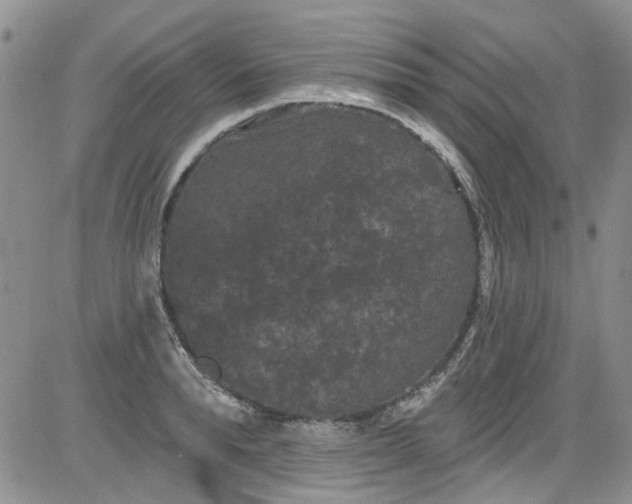 X0000084050896200703022212