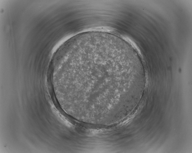 X0000084050952200703022211