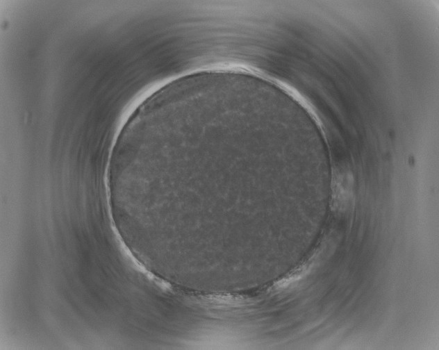 X0000084050959200703022211