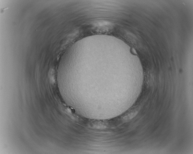 X0000084050962200703022210