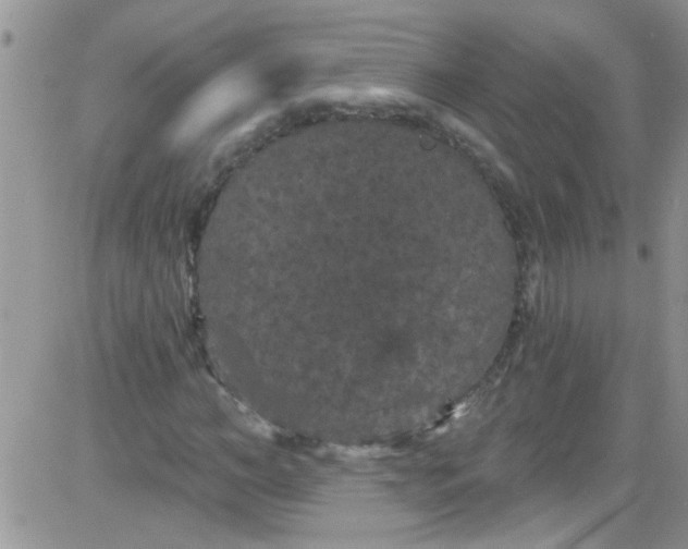 X0000084050966200703022210