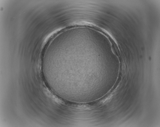 X0000084050979200703022210