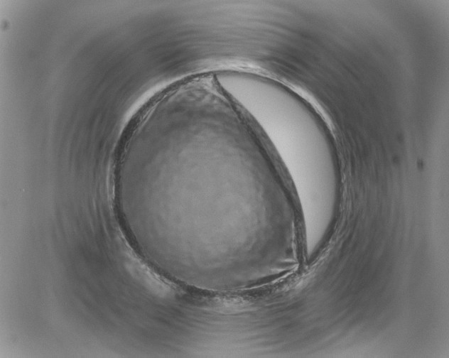 X0000084050983200703022210