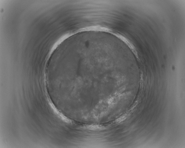 X0000084050998200703022210