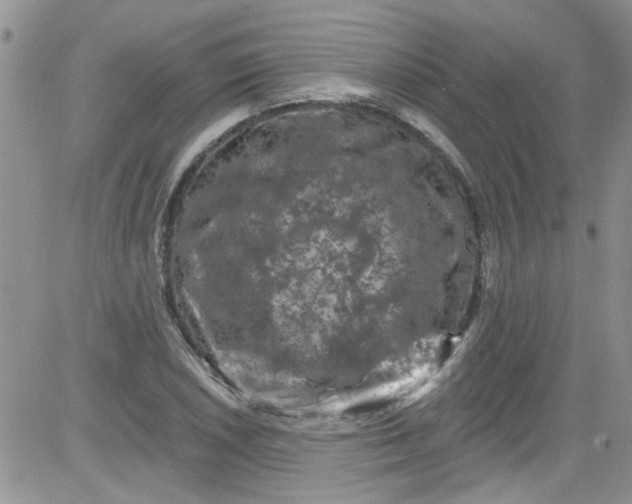 X0000084051026200703022209