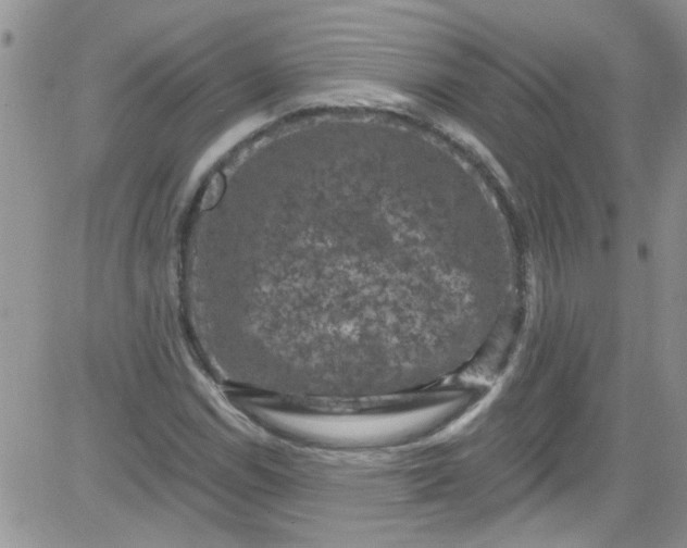 X0000084051114200703022207