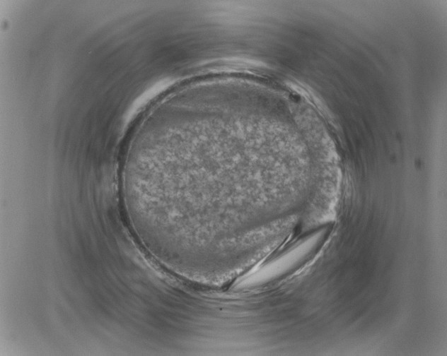 X0000084051164200703022207