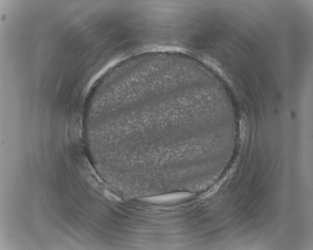 X0000084051165200703022207