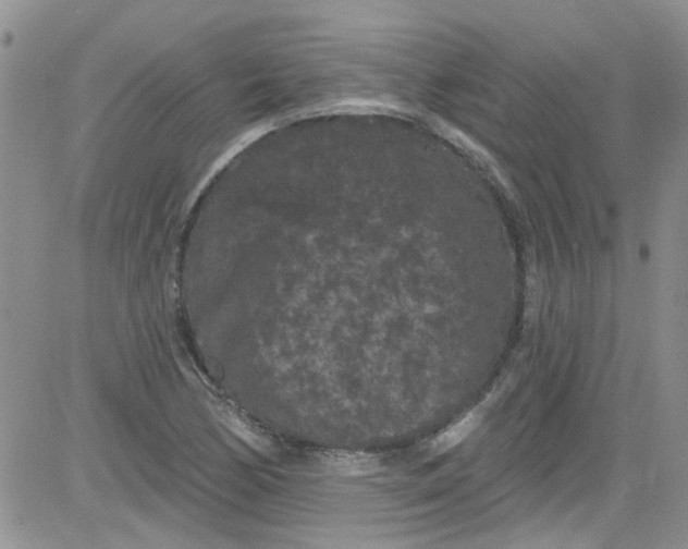 X0000084051170200703022207