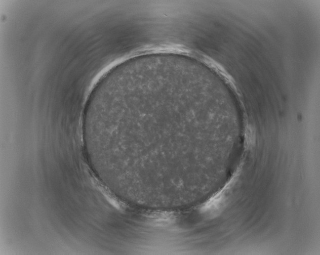 X0000084051174200703022207