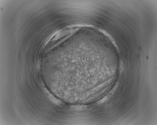 X0000084051185200703022207