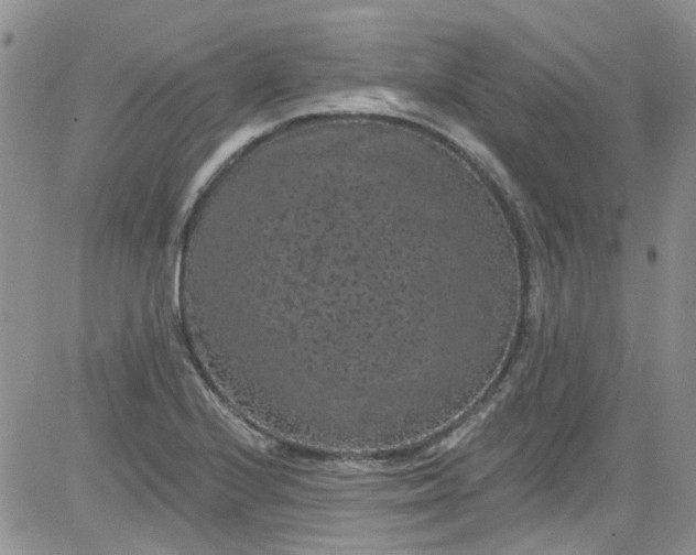 X0000084051224200703022206