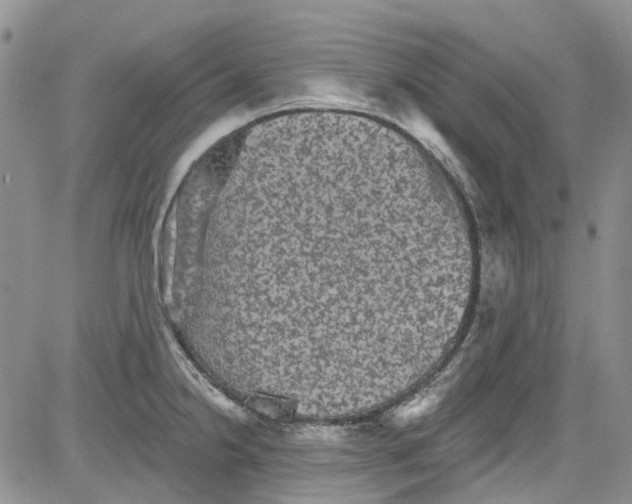 X0000084051238200703022206