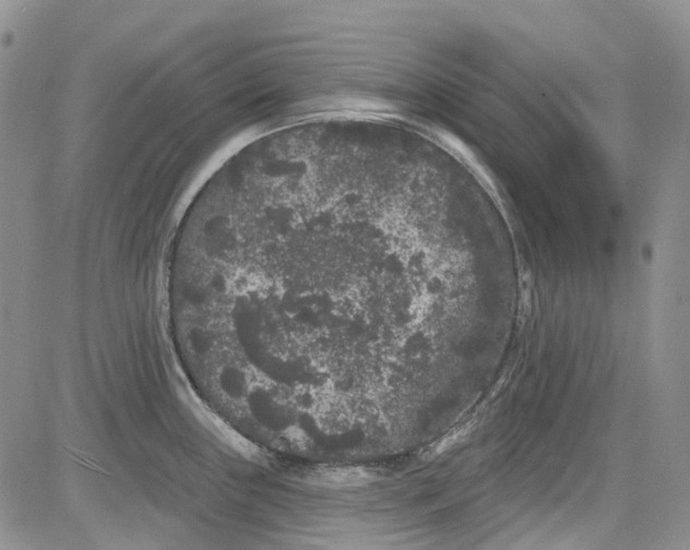 X0000084051243200703022206