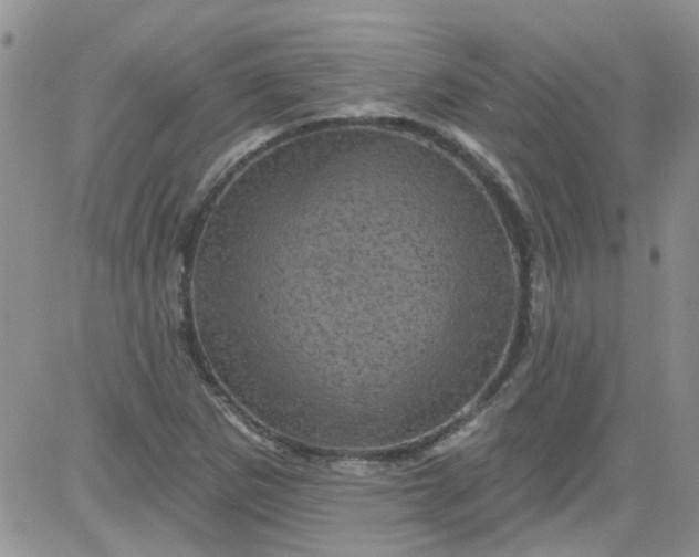 X0000084051265200703022205